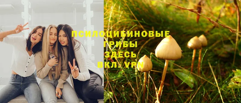 сайты даркнета как зайти  наркотики  Калуга  Галлюциногенные грибы Psilocybe 